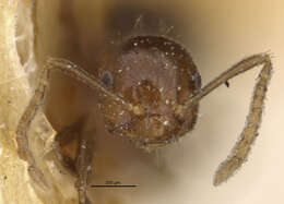 Image of Brachymyrmex degener Emery 1906