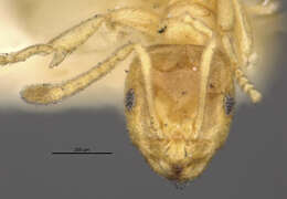 Imagem de Brachymyrmex depilis Emery 1893