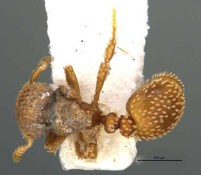 Image of Calyptomyrmex brevis Weber 1943