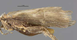 Image of Amphiesmenoptera