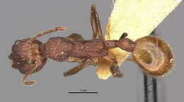 Image of Aphaenogaster lamellidens Mayr 1886