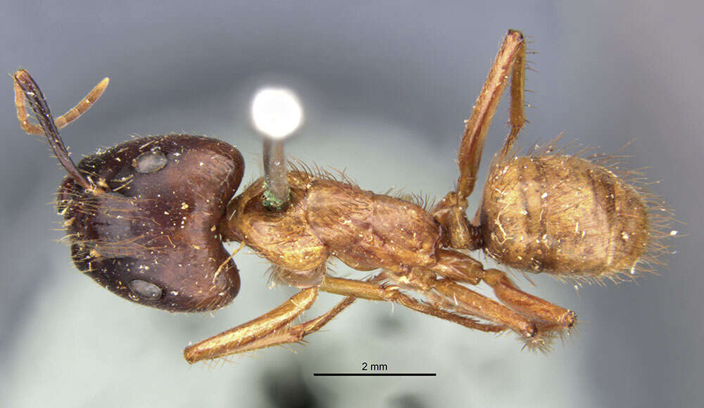 Image of Florida Carpenter Ant