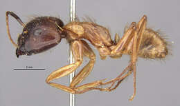 Image of Florida Carpenter Ant