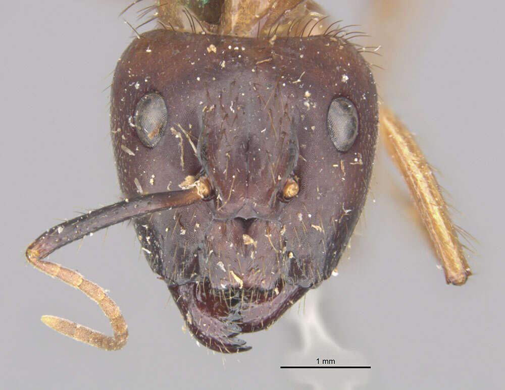 Image of Florida Carpenter Ant