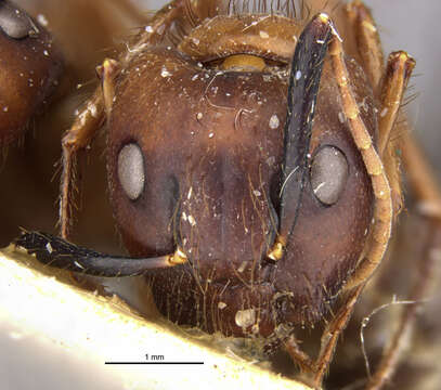 Image of Florida Carpenter Ant