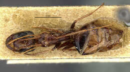 Image of Camponotus atlantis planitae Santschi 1929