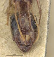 Image of Camponotus atlantis planitae Santschi 1929