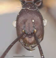 Image of Dendromyrmex apicalis Mann 1916