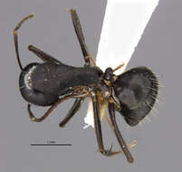 Слика од Camponotus acvapimensis Mayr 1862