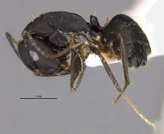 Слика од Camponotus acvapimensis Mayr 1862