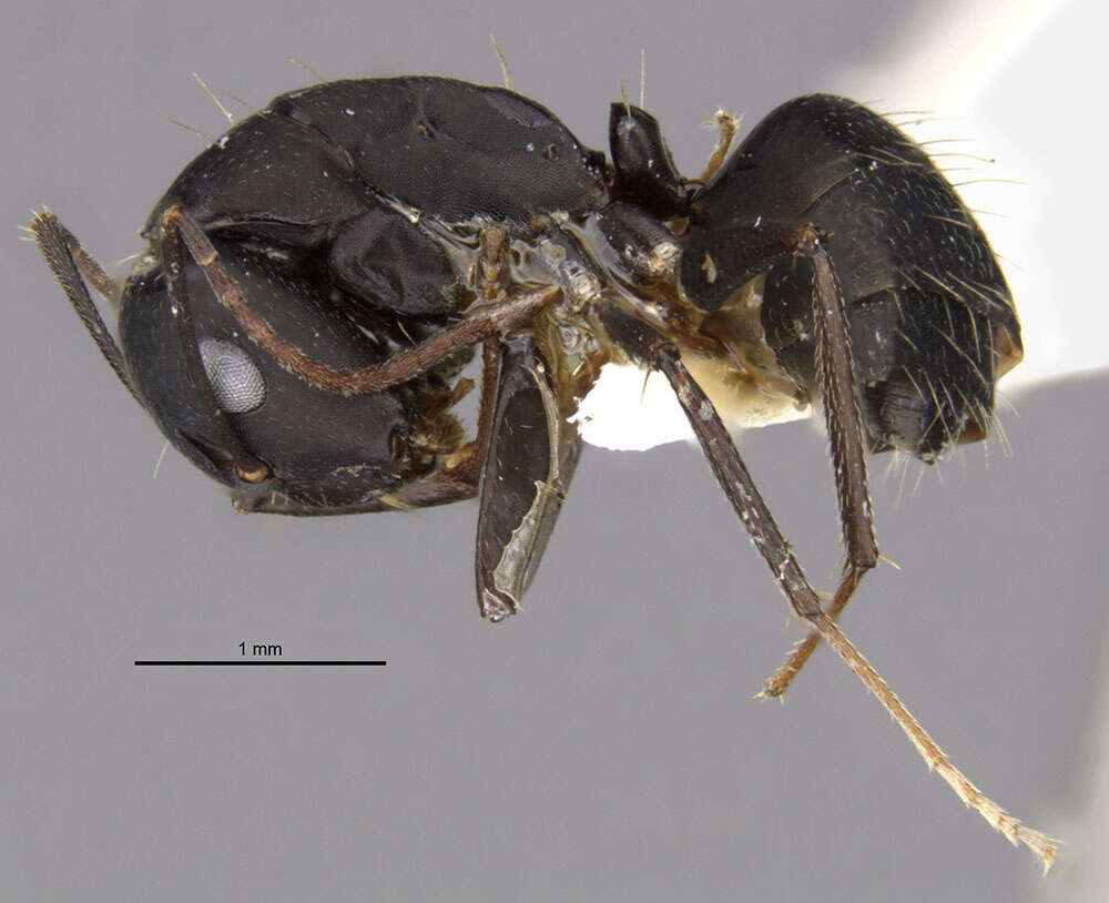 Слика од Camponotus acvapimensis Mayr 1862