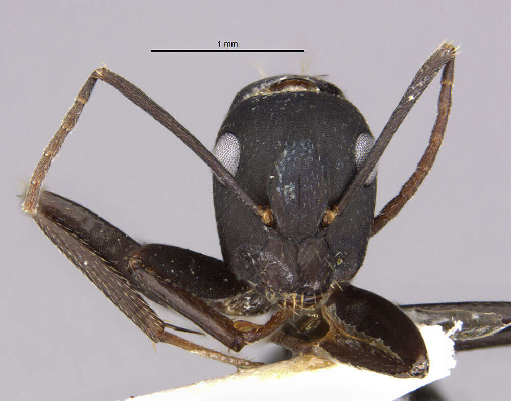 Слика од Camponotus acvapimensis Mayr 1862