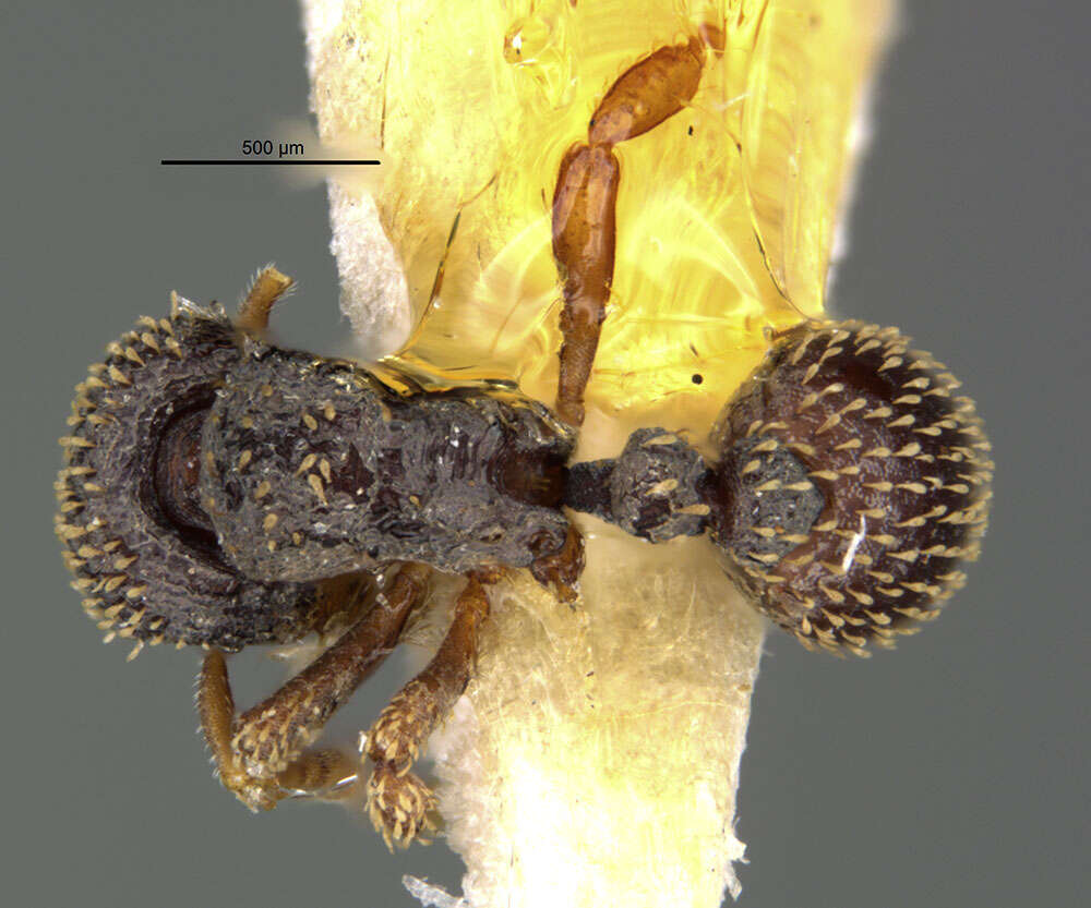 Image of Calyptomyrmex duhun Bolton 1981