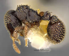 Image of Calyptomyrmex duhun Bolton 1981