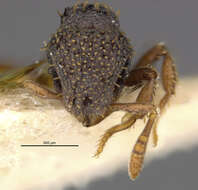 Image of Calyptomyrmex duhun Bolton 1981