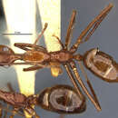 Image of Camponotus branneri (Mann 1916)