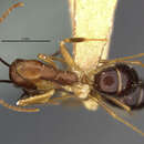 Image of Camponotus bermudezi Aguayo 1932