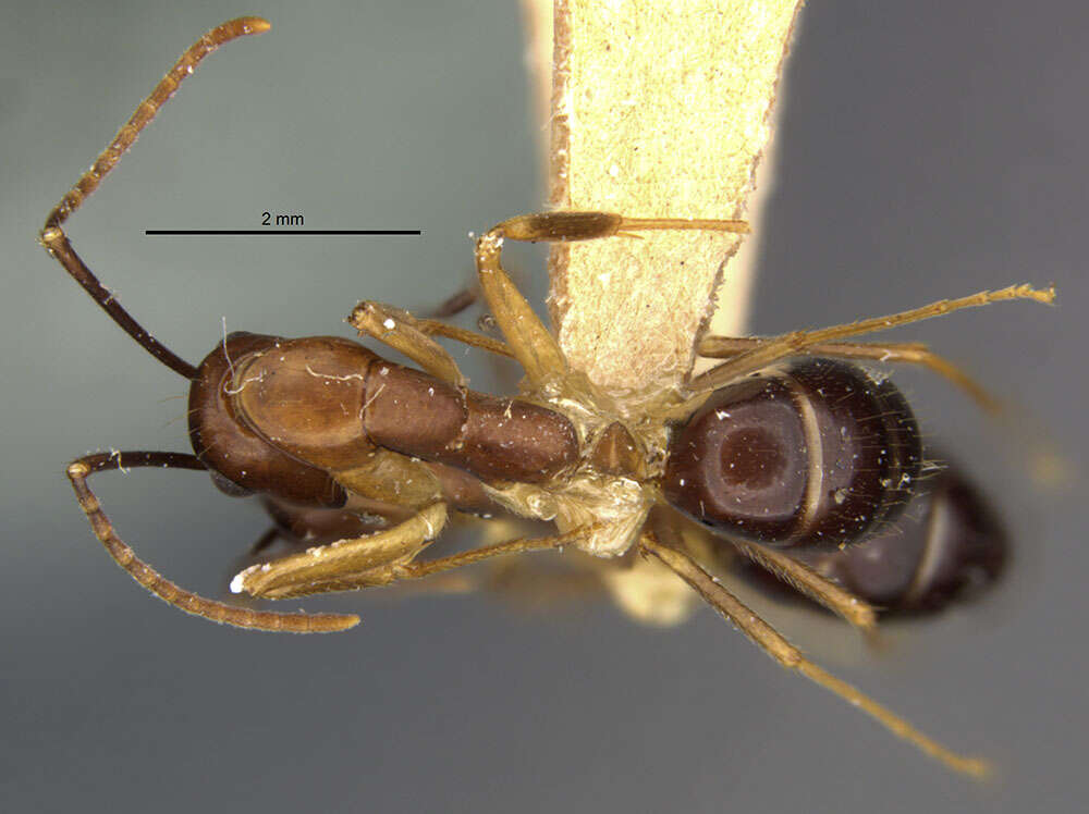 Plancia ëd Camponotus bermudezi Aguayo 1932