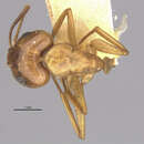 Image of Camponotus bonariensis luteolus Emery 1906