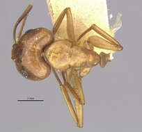 Image of Camponotus bonariensis luteolus Emery 1906