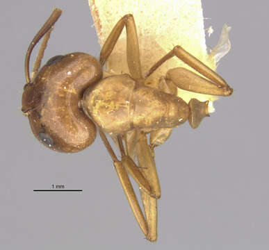 Слика од Camponotus bonariensis luteolus Emery 1906