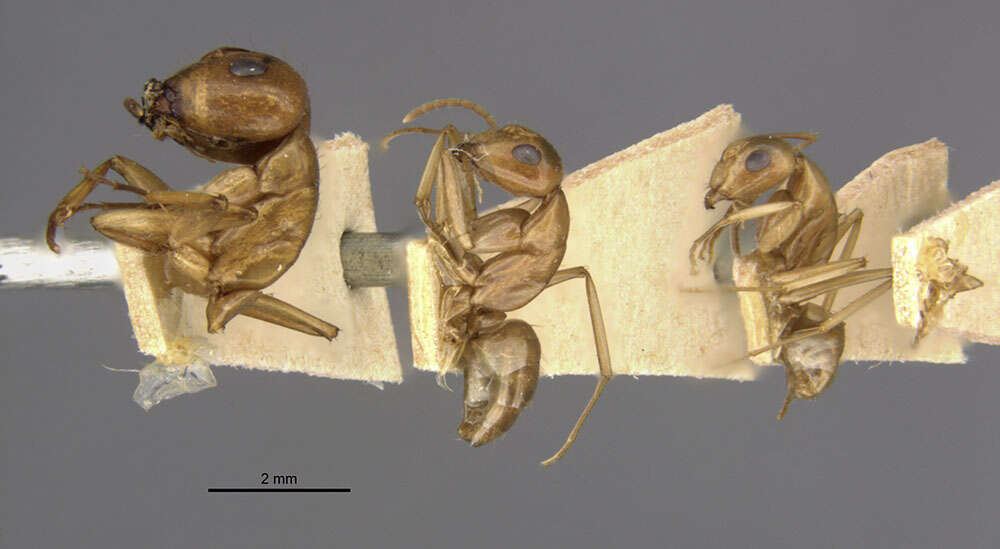 Camponotus bonariensis luteolus Emery 1906的圖片