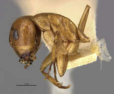 Image of Camponotus bonariensis luteolus Emery 1906