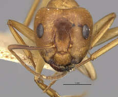 Image of Camponotus bonariensis luteolus Emery 1906