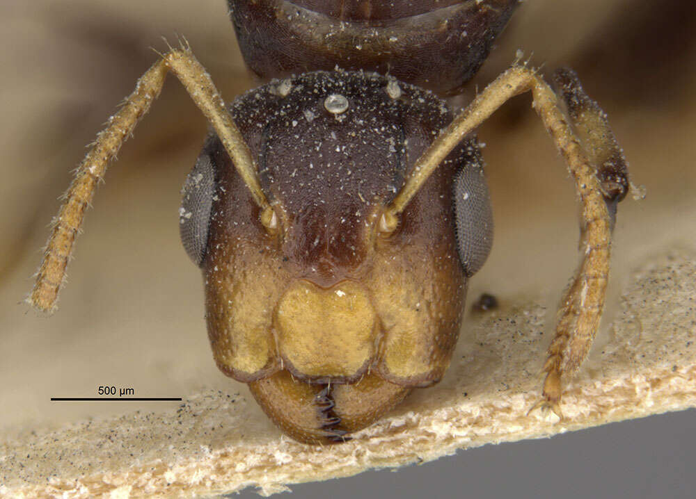 Image de Camponotus bellus leucodiscus Wheeler 1919