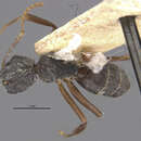 Image of Camponotus capperi corticalis Forel 1899