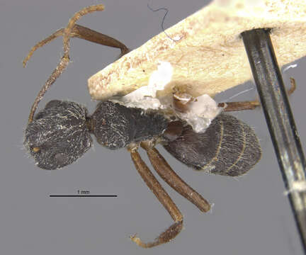 Image of Camponotus capperi corticalis Forel 1899