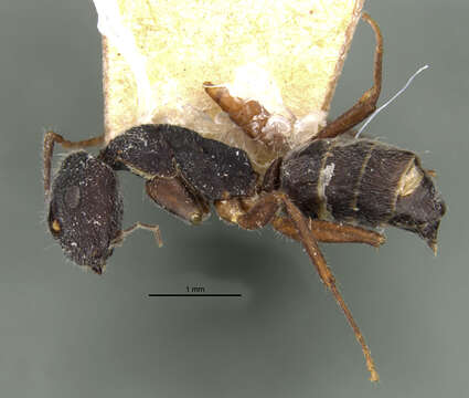 Image of Camponotus capperi corticalis Forel 1899