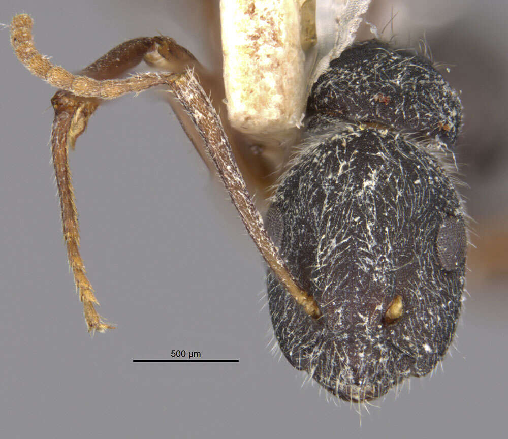 Image of Camponotus capperi corticalis Forel 1899