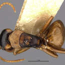 Image of Camponotus beebei Wheeler 1918