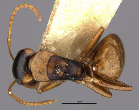 Imagem de Camponotus beebei Wheeler 1918