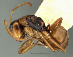 Image of Camponotus beebei Wheeler 1918