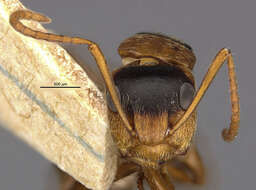 Image of Camponotus beebei Wheeler 1918