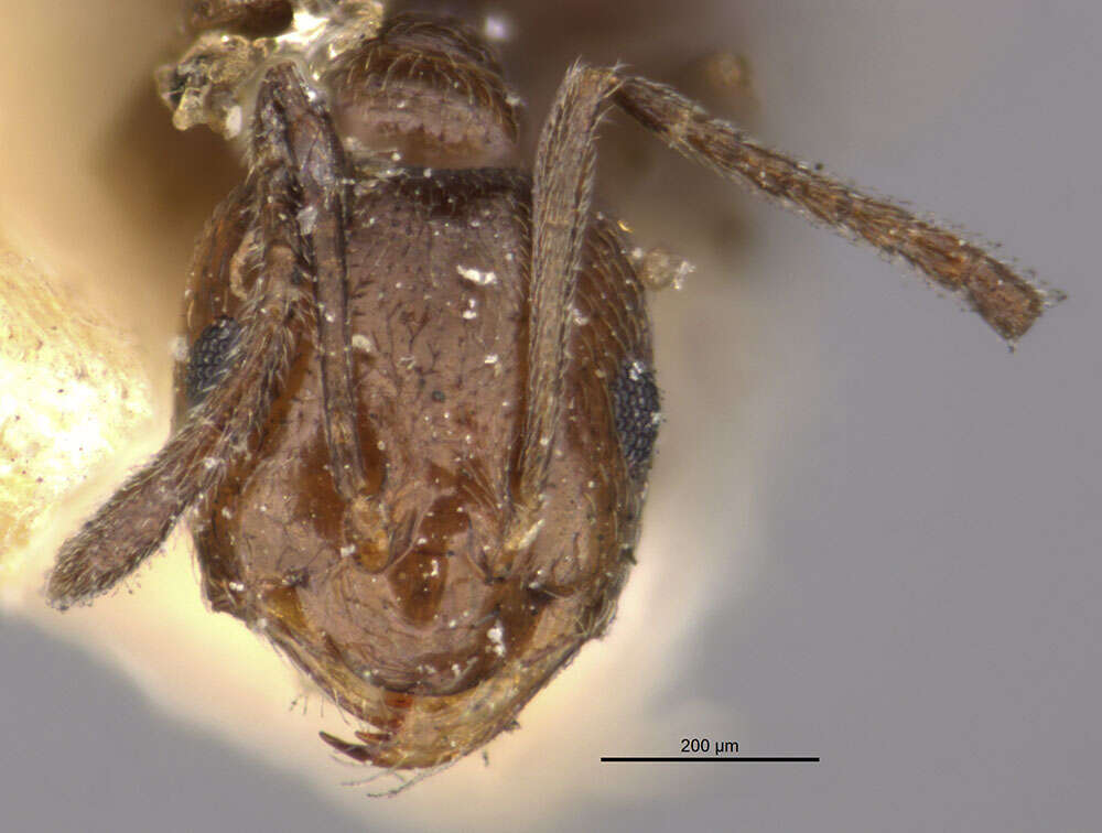 Image of Brachymyrmex giardi Emery 1895