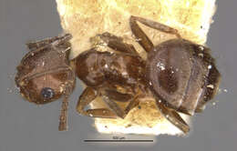 Image of Brachymyrmex giardi Emery 1895