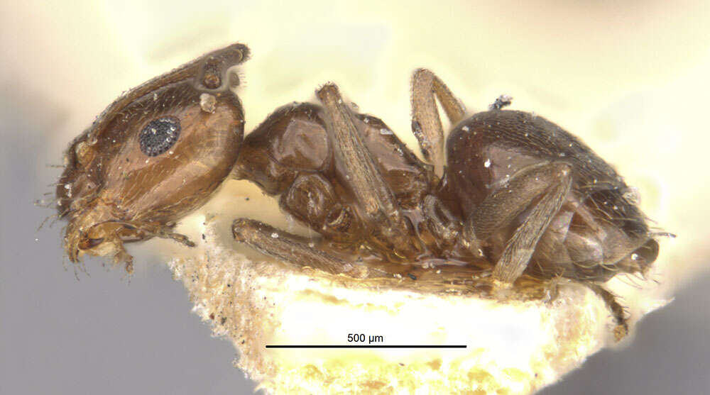 Image of Brachymyrmex giardi Emery 1895