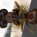 Image of Camponotus chapini ganzii Weber 1943