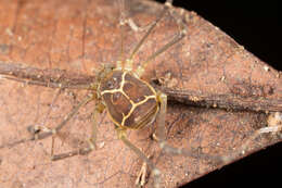 Image of <i>Cynortula granulata</i>