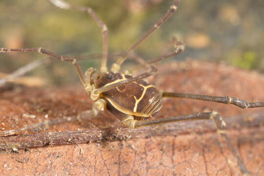 Image of <i>Cynortula granulata</i>