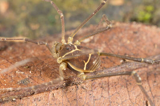 Image of <i>Cynortula granulata</i>