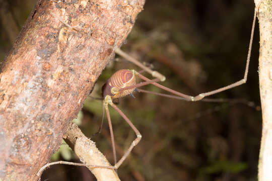 Image of <i>Paecilaema inglei</i>