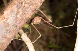 Image of <i>Paecilaema inglei</i>