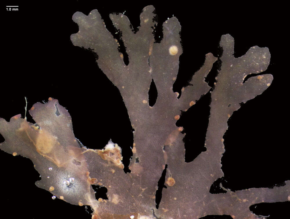 Image of Corallinophycidae