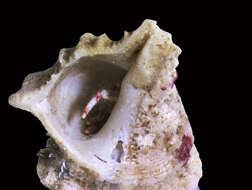 Image of Hermit Crabs