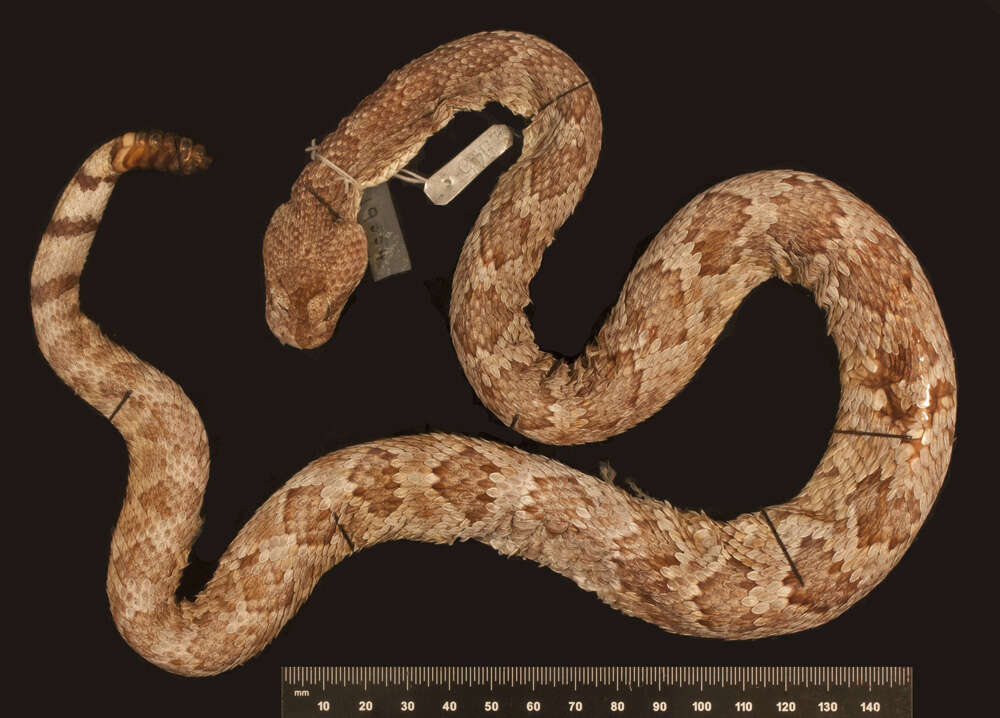 Image of Crotalus scutulatus scutulatus (Kennicott 1861)