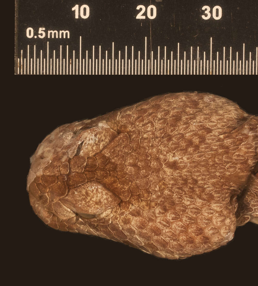 Image of Crotalus scutulatus scutulatus (Kennicott 1861)